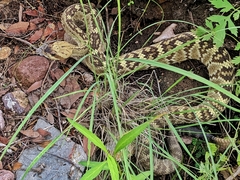 Crotalus molossus molossus