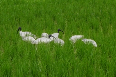 Threskiornis melanocephalus