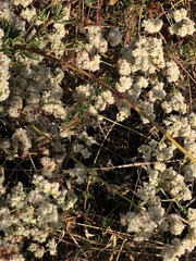 Crotalus oreganus helleri