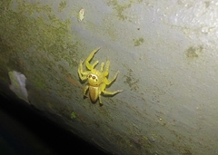Epocilla