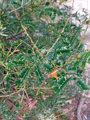 Acacia terminalis