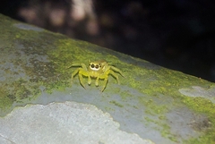 Epocilla