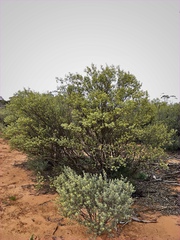 Senna artemisioides coriacea
