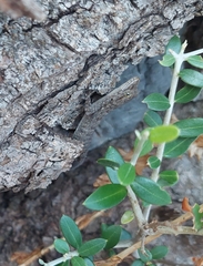 Mediodactylus kotschyi