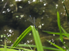 Erythromma viridulum