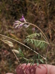 Oxytropis glabra