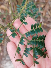 Acacia terminalis