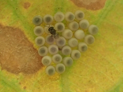 Trissolcus