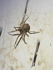 Zygiella x-notata