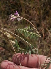 Oxytropis glabra