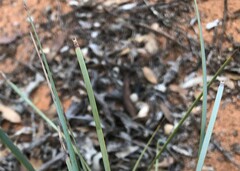 Lomandra effusa