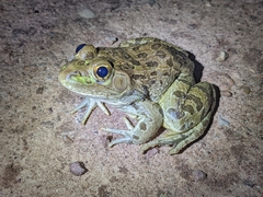 Lithobates chiricahuensis