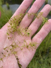 Utricularia
