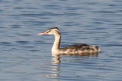 Podiceps cristatus