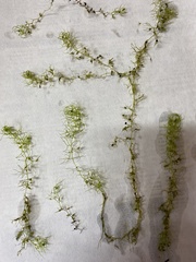 Utricularia