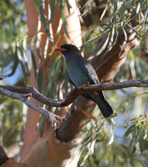 Eurystomus orientalis