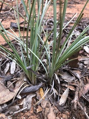 Lomandra effusa