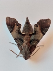 Temnora pylas