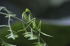 Schizomantodea