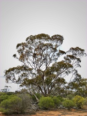 Eucalyptus oleosa oleosa