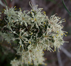 Grevillea pilulifera