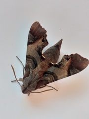 Temnora pylas