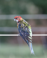 Platycercus eximius