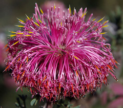 Isopogon dubius