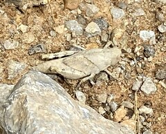 Dissosteira carolina