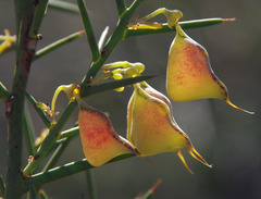 Daviesia angulata