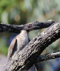 Philemon corniculatus
