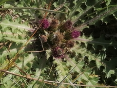 Cirsium acaule