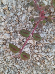Euphorbia pediculifera