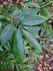 Hydrangea chinensis