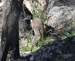 Philemon corniculatus