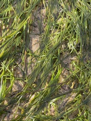 Zostera