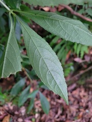Hydrangea chinensis