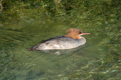 Mergus merganser