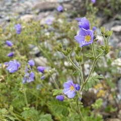 Polemonium caeruleum