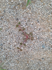 Euphorbia pediculifera
