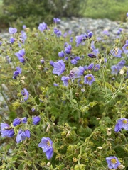 Polemonium caeruleum