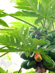Psilopogon viridis