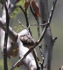 Daphoenositta chrysoptera