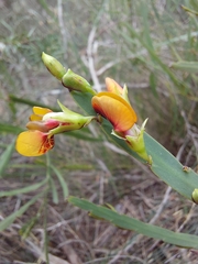 Bossiaea scolopendria