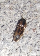 Aeolus mellillus