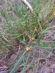 Bossiaea scolopendria