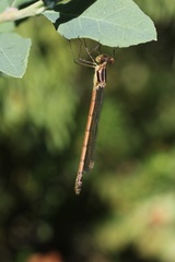 Lestes disjunctus