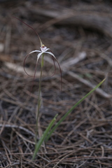 Caladenia exilis