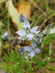 Lomatogonium rotatum