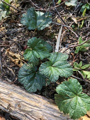 Rubus chamaemorus